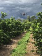 Citricultura: ensayos de la Eeaoc demuestran que los drones vuelven más eficiente la producción