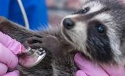 Casi la mitad de las enfermedades transmitidas por animales amenaza la salud humana