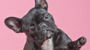 ¿Son lo mismo?: te explico cuál es la diferencia entre el bulldog francés y el inglés