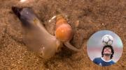 Increíble hallazgo: le ponen “Maradona” a una nueva especie de caracol descubierta por científicos