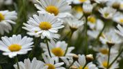 Cómo sembrar margaritas en macetas para tener flores los 365 días del año en casa