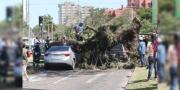Senamhi activa alertas por fuertes vientos durante el fin de semana