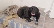 “Marolio”, un perro gordo recorre las carnicerías en Neuquén y piden a la gente que no le dé de comer
