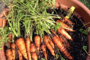 Huerta en casa: cómo sembrar zanahorias en macetas para tener rápido tu propia producción
