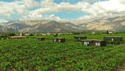 El Porvenir: una experiencia enológica única en Cafayate