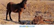 Rescataron 4 equinos y 5 perros hacinados y con hongos en Albardón: una yegua tuvo que ser sacrificada