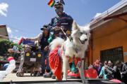 'Patitas con estilo', una pasarela canina contra el abandono de mascotas en La Paz