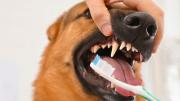No más sarro: cómo cepillarle los dientes a tu perro sin que sufra