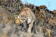 El mágico encuentro con un puma en Patagonia: el fotógrafo Nicolás Marin retrata la experiencia