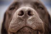 ¿Los perros pueden oler el estrés humano?