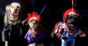 ‘Patitas con estilo’, una pasarela canina contra el abandono de mascotas en Bolivia