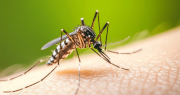 Investigadores desarrollan modelos de IA que predicen brotes de dengue con anticipación