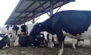 Expocruz 2025 acogerá a más de 100 vacas holstein