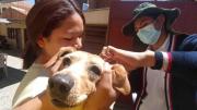 Activan alerta sanitaria en Cercado por los casos de rabia canina en Tiquipaya