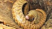 El pangolín, una especie en alto riesgo de extinción