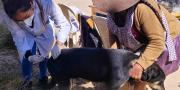Sucre alcanza meta histórica: más de 88 mil mascotas inmunizadas contra la rabia