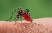 OPS pide reforzar control vectorial de chikunguña: Más de 200 mil casos en América Latina – Correo del Caroní
