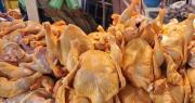 Pollo: El precio del kilo en el eje central oscila entre Bs 23,50 y Bs 25