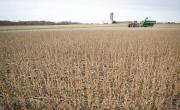 Se reactivó la pulseada devaluatoria y el agro liquidó en agosto la mitad que en julio