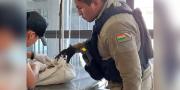 Encuentran un zorro sin vida colgado de un balcón en Cochabamba, Pofoma inicia investigación