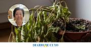 El truco de una experta en plantas para revivir en 15 días a las que están marchitas