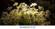Por qué algunas plantas liberan fragancias solo de noche