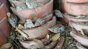 Beni: Senasag reactiva programa para erradicar el caracol gigante africano