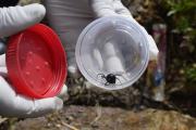 Niño picado por viuda negra se recupera sin antídoto