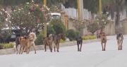 Nuevo caso de rabia canina en Tiquipaya, el perro infectado tuvo contacto con ocho personas