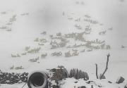 Nevada en Cocapata deja más de 1.500 animales muertos y graves pérdidas en cultivos