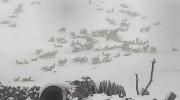 Intensas nevadas en Cocapata dejan pérdidas en ganado y cultivos