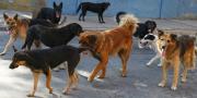 En municipio de Cochabamba confirman caso de rabia canina