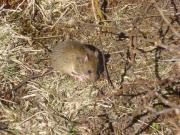 Dos muertes por hantavirus en San Martín de los Andes en 2025: cuándo fue la primera