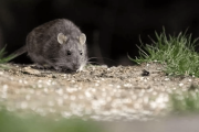 Murió una mujer por hantavirus en San Martín de los Andes: tenía 44 años