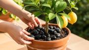 Árbol limonero: por qué recomiendan colocar piedras negras en su tierra y para qué sirve