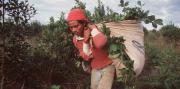 Producir un kilo de yerba mate cuesta 534 pesos, pero los productores solo reciben 280 pesos
