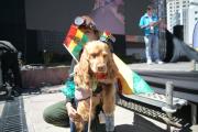Alcaldía de La Paz prepara una encuesta de mascotas para fines de septiembre