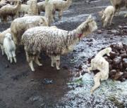 Nevada en Cocapata deja 600 camélidos muertos y 672 familias afectadas