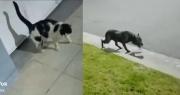 Video: Un perro escapó para dar un paseo, pero el gato chismoso le avisó al dueño