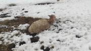Nevada en Cocapata deja familias afectadas, hectáreas de cultivo dañadas y camélidos muertos