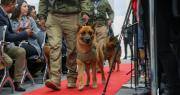 Decker y Bruno, la historia de dos perros policías que en cinco años incautaron $us 1 millón
