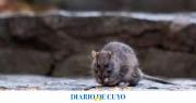 Aumentaron los casos de leptospirosis