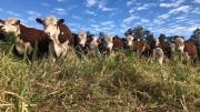 Acuerdo UE-Mercosur: Unas 40 mil ton de carne bajarían sustancialmente su arancel