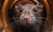 Alerta leptospirosis: una sola provincia confirma 46 casos en lo que va del 2025