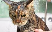 No es por miedo: la verdadera razón de por qué a los gatos no les gusta el agua