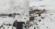 Cocapata prepara declaratoria de desastre municipal ante nevada que causa la muerte de camélidos