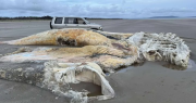 Aterrador descubrimiento en Gran Bretaña: las fotos de la misteriosa criatura que apareció en una playa