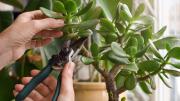 Cómo podar un árbol de jade