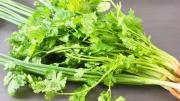 ¿Cuáles son las principales diferencias entre el perejil y el cilantro?