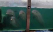 Mar del Plata: Fiscalía bonaerense desestimó denuncia por abandono de animales en ex Aquarium